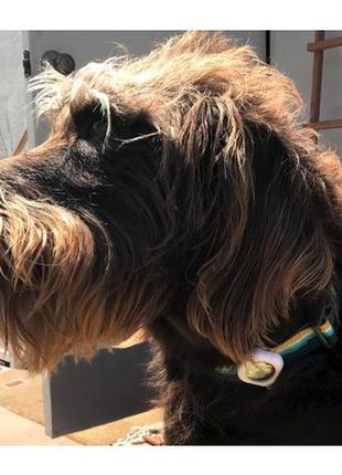 Надежный кейс apple airtag к ошейнику для собак