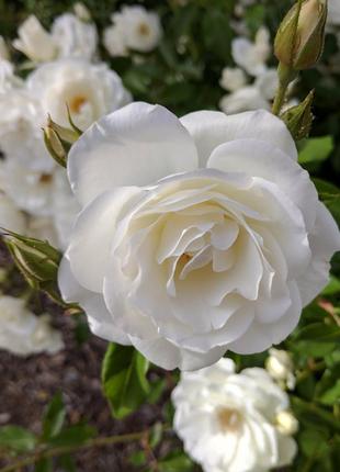Плетистая роза фемели уайт ( family white ) 2-4 м