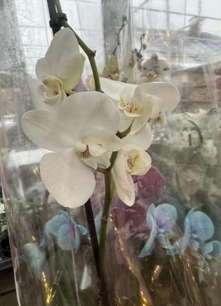 Орхидеи фаленопсис (различные цвета и размеры)4 фото