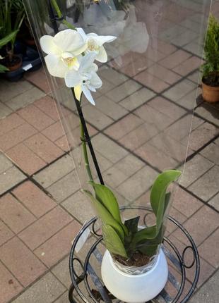 Орхидеи фаленопсис (различные цвета и размеры)7 фото