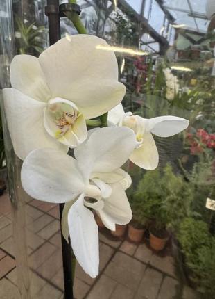 Орхидеи фаленопсис (различные цвета и размеры)2 фото