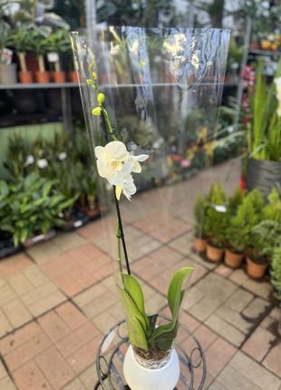 Орхидеи фаленопсис (различные цвета и размеры)9 фото
