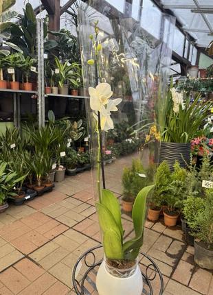 Орхидеи фаленопсис (различные цвета и размеры)8 фото