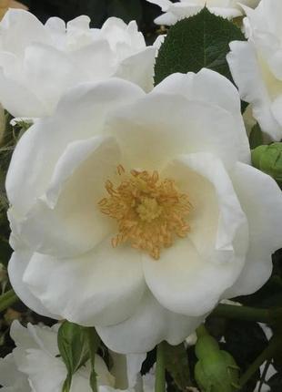 Роза плетистая уайт стар  (white star) до 200 см