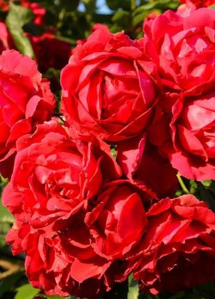 Роза почвопокровная скарлет мейландекор (scarlet meillandecor) 40-60 см