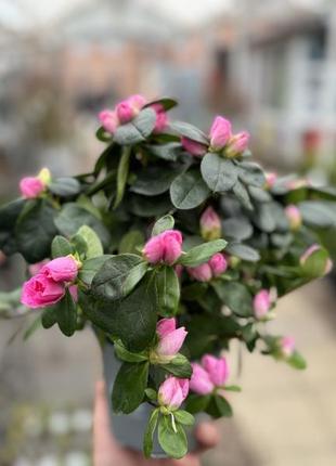 Азалия розовая (разные размеры)9 фото