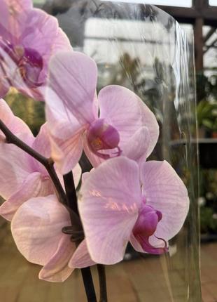 Орхидеи фаленопсис (различные цвета и размеры)2 фото
