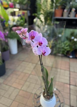 Орхидеи фаленопсис (различные цвета и размеры)7 фото