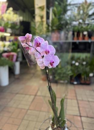 Орхидеи фаленопсис (различные цвета и размеры)6 фото