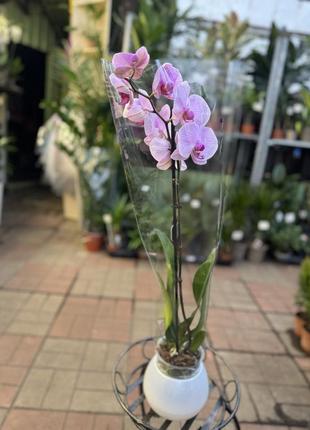 Орхидеи фаленопсис (различные цвета и размеры)8 фото