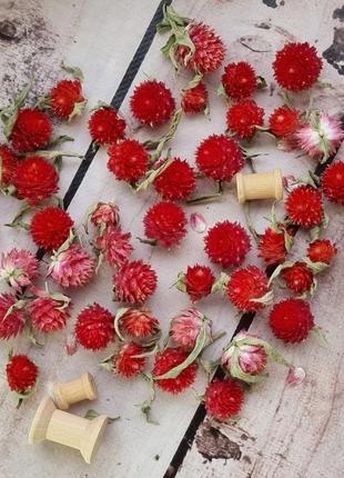 Гомфрена сушена для декору (сухоцвіт) червона - 40 штук