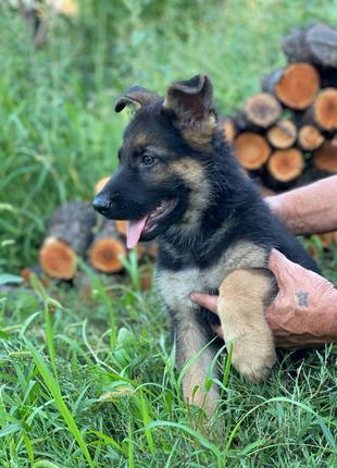 Цуценята німецької вівчарки