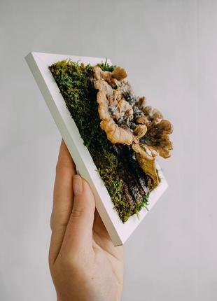 Справжній гриб трутовик траметес різнобарвний в білій рамці, фіто картина з стабілізованого моху4 фото