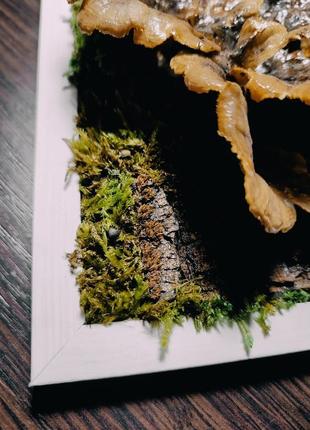 Фито картина из настоящих грибов и мха, мини панно с трутовиков разноцветным, лес в рамке8 фото