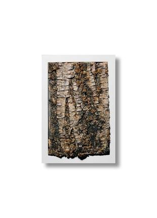 Фіто картина текстура дерева в білій рамці, міні 3д панно з кори дерева з лишайниками, лісовий декор