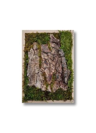 Фито картина кора дерева, текстура дерева в рамке, лесной настенный декор, композиция из мха1 фото