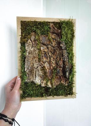 Фито картина кора дерева, текстура дерева в рамке, лесной настенный декор, композиция из мха5 фото