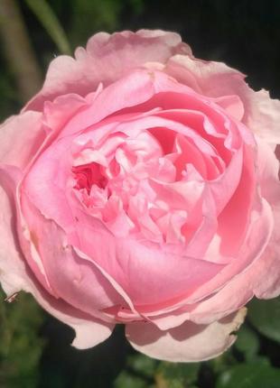 Саджанці троянд, чайно-гібридна зрізальна троянда пінк експрешн