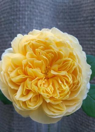 Саджанці троянд, англійська троянда пеоні саммерхауз,