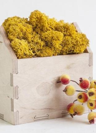 Композиція зі скандинавським мхом moss houses yellow