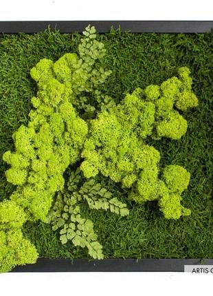 Картина из стабилизированного мха и растений "свежесть леса 2.0"1 фото