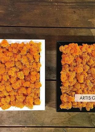 Картина з скандинавського помаранчевого моху в дерев'яній рамі з підвісами