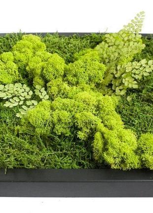 Картина зі стабілізованого моху і рослин "свіжість лісу"2 фото