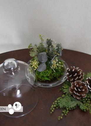 Міні-колба зі стабілізованими рослинами "little forest"2 фото
