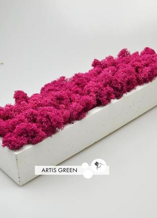 Бетонну кашпо зі стабілізованим мохом, fuxia