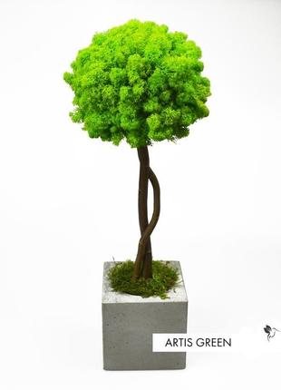 Дерево, топиарий из стабилизированного мха wasabi, 40 cm