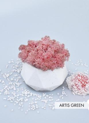 Кашпо з цим скандинавським мохом, fresh coral