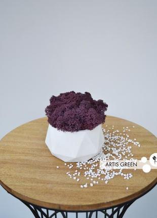 Кашпо з цим скандинавським мохом, fresh violet