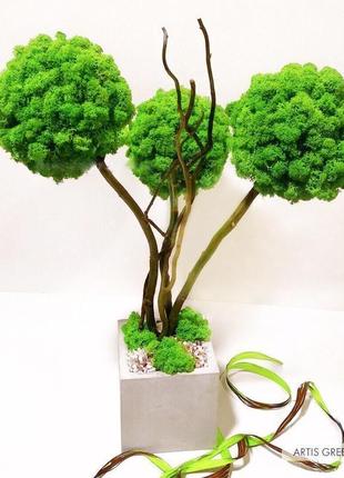 Дерево, топіарій зі стабілізованого моху, трьохствольне wasabi2 фото