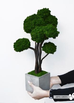 Дерево, бонсай из настоящего стабилизированного мха, 50 cm2 фото