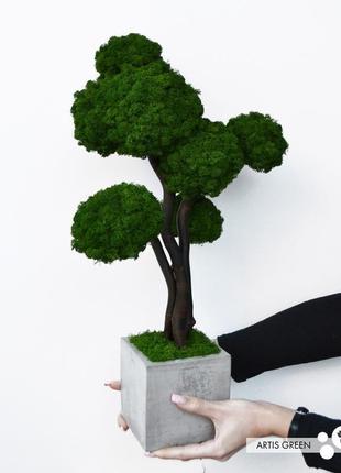 Дерево, бонсай из настоящего стабилизированного мха, 50 cm3 фото
