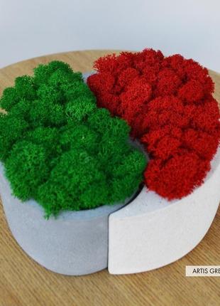 Бетонне кашпо зі справжнім скандинавським мохом інь-ян, червоний та зелений