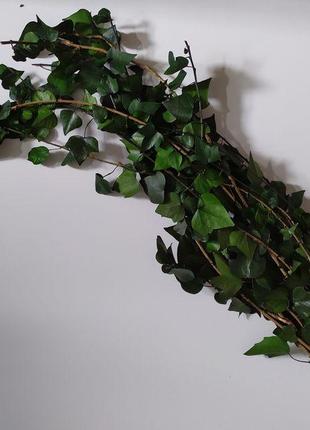 Стабилизированный плющ