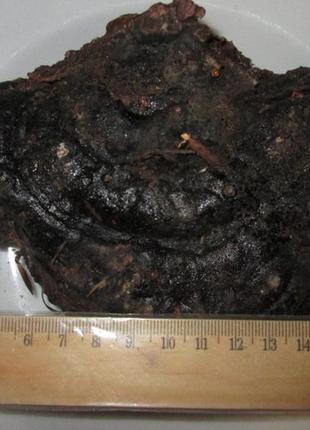 Трутовик карпати. 2