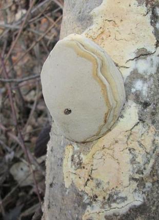 Трутовик карпати. 3