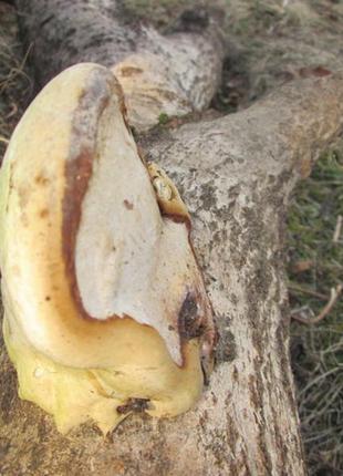 Трутовик карпати. 4