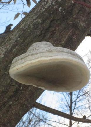 Трутовик карпати. 5