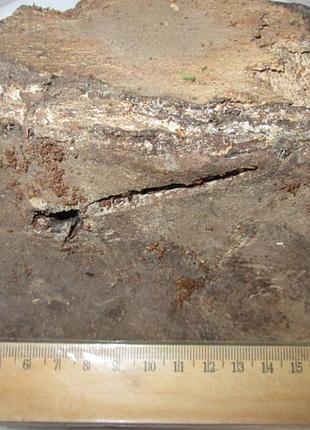 Трутовик карпати. 6