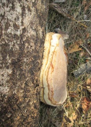 Трутовик карпати. 7