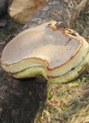 Трутовик карпати. 8