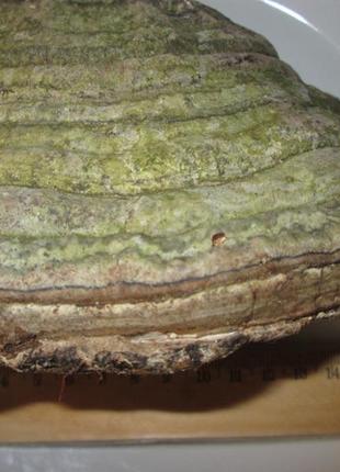 Трутовик карпати. 9