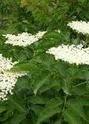 Бузина чорна sambucus nigra колір ягоди лист