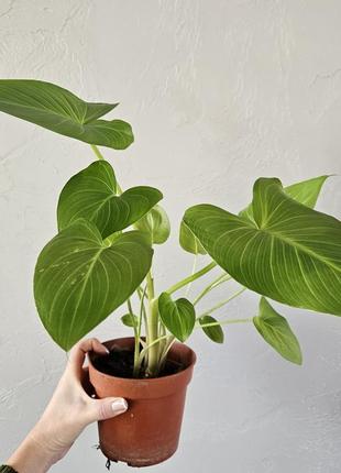 Калла зантедеския. калла эфиопская (calla aethiopica)