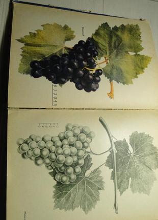 Настольная книга виноградаря  1963 г.5 фото