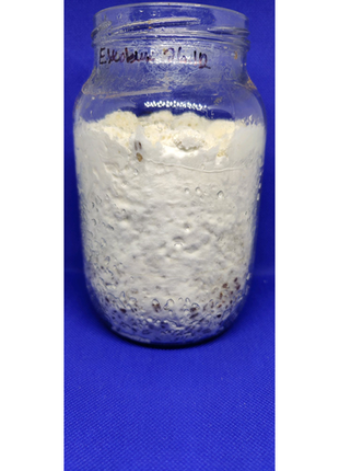 Ежовик гребенчатый герициум, ноотроп, грибной порошок4 фото