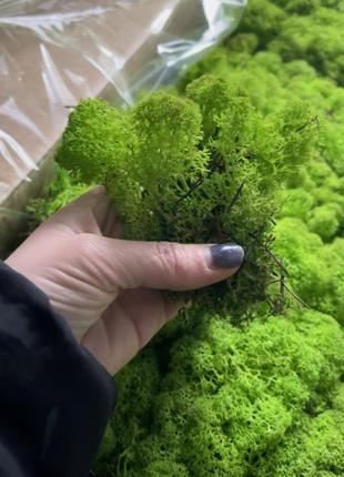Стабилизированный норвежский мох высшего качества не очищенный so green цвет болотный...